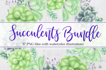 Succulents Bundle Succulents Bundle