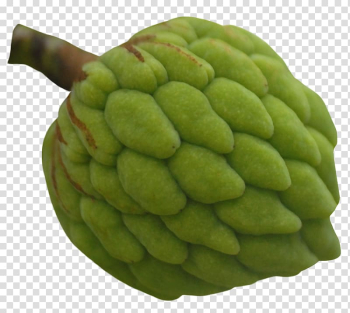 Sugar-apple Cherimoya Fruit, Custard Apple Fruit transparent background PNG clipart Sugar-apple Cherimoya Fruit, Custard Apple Fruit transparent background PNG clipart