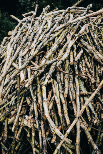 Sugar Canes Sugar Canes