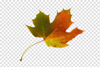 Sugar maple Maple leaf Japanese maple Autumn leaf color, autumn leaves transparent background PNG clipart