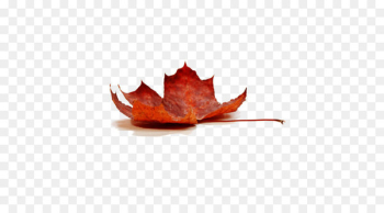 Sugar maple Silver maple Water Sap Maple syrup - Autumn Maple Leaf 