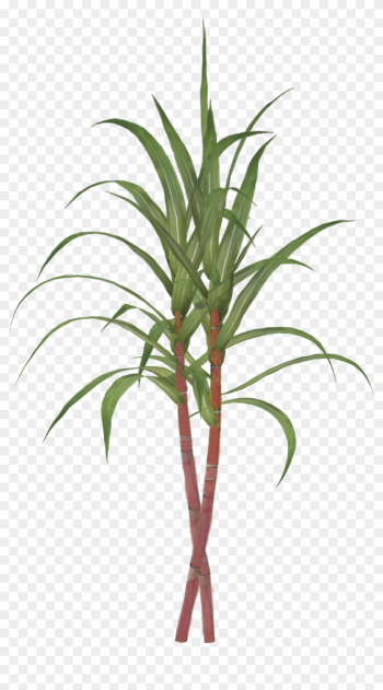 Sugarcane Tillandsia Bulbosa Clip Art - Sugar Cane Png