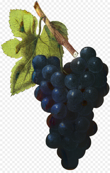 Sultana, Zante Currant, Grape, Grape Leaves PNG Sultana, Zante Currant, Grape, Grape Leaves PNG