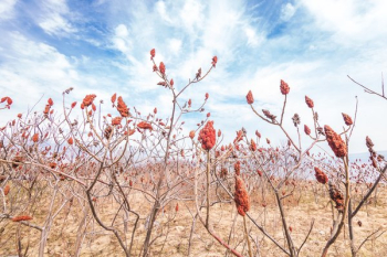 Sumac Field On Spring Afternoon Sumac Field On Spring Afternoon