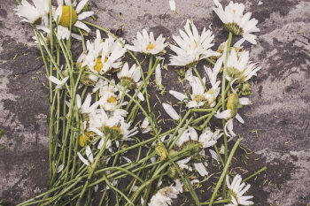 Summer Daisies Free Photo Summer Daisies Free Photo