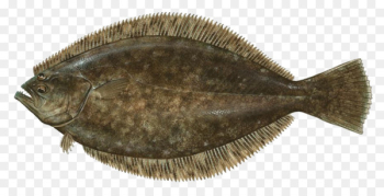 Summer flounder Fishing Paralichthys lethostigma - BAKE FISH Summer flounder Fishing Paralichthys lethostigma - BAKE FISH