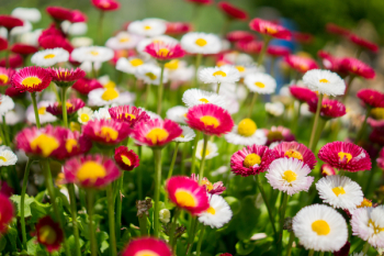 Summer flowers Summer flowers
