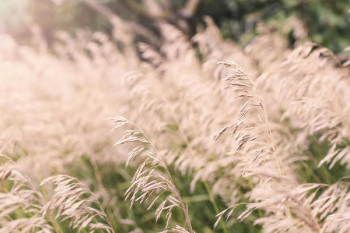 Summer Wheat Fields Free Photo Summer Wheat Fields Free Photo