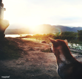 Sun animal atmosphere | Free stock photo - 67073 Sun animal atmosphere | Free stock photo - 67073