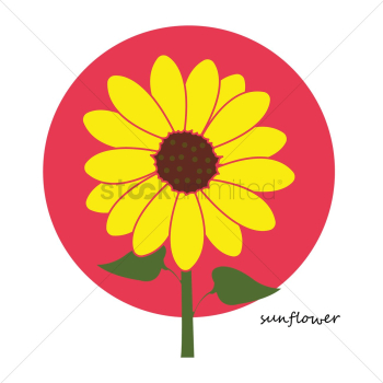 Sun flower Sun flower
