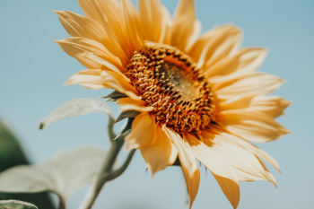 Sun Flower Blooming