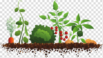 Sun for Everyone – Junior Master Gardener Sun for Everyone – Junior Master Gardener