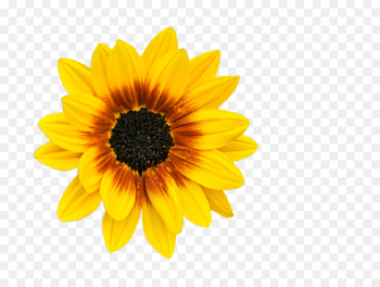 Sunflower Sunflower