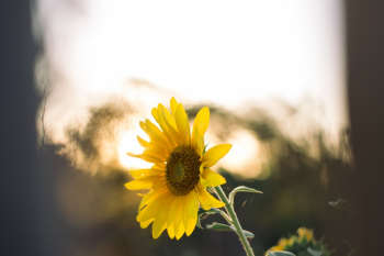 Sunflower Sunflower