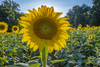 Sunflower