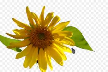 Sunflower Sunflower
