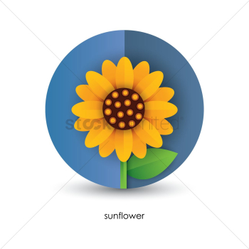 Sunflower Sunflower