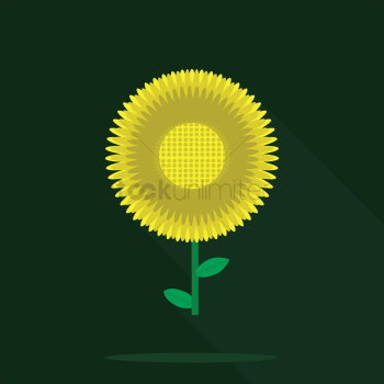 Sunflower Sunflower