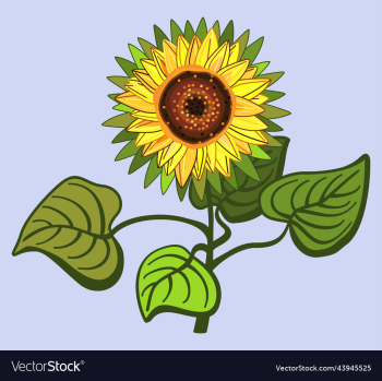 sunflower sunflower