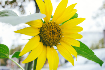 Sunflower 3 Sunflower 3