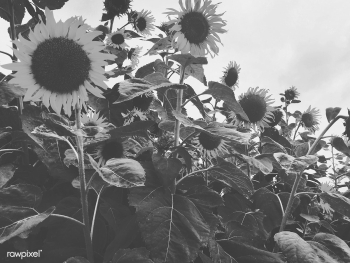 Sunflower agriculture beautiful | Free stock photo - 67876 Sunflower agriculture beautiful | Free stock photo - 67876
