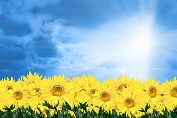 sunflower and sky sunflower and sky
