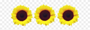 Sunflower Border Painted With Watercolors By Jeanicebartzen27 - Sunflowers Border Transparent