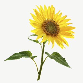 Sunflower collage element psd | Free PSD - rawpixel Sunflower collage element psd | Free PSD - rawpixel