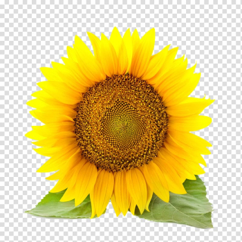 Sunflower , Common sunflower , sunflower transparent background PNG clipart Sunflower , Common sunflower , sunflower transparent background PNG clipart