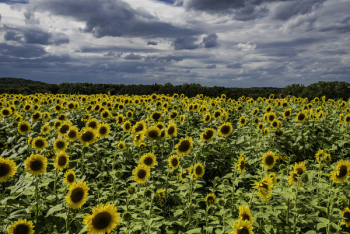 Sunflower Field