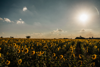 Sunflower Field