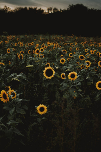 Sunflower Field during Dawn Sunflower Field during Dawn