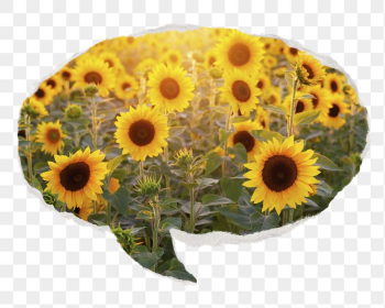 Sunflower field png Spring sticker, | Free PNG - rawpixel