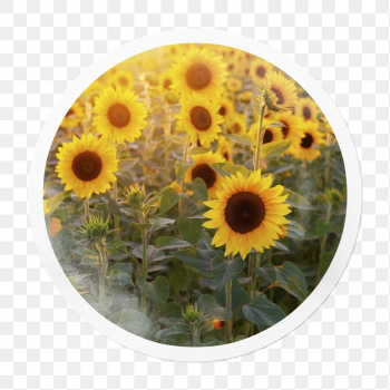 Sunflower field png sticker, Spring | Free PNG - rawpixel