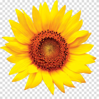 Sunflower illustration, Common sunflower , sunflower transparent background PNG clipart