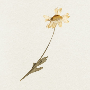 Sunflower illustration | Free Photo - rawpixel Sunflower illustration | Free Photo - rawpixel