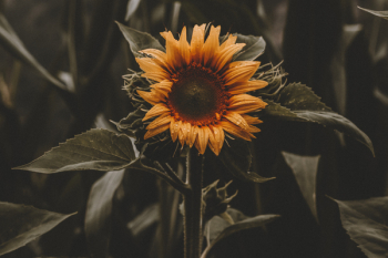 Sunflower Photography Sunflower Photography