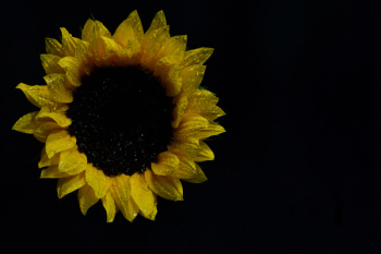 Sunflower Photography Sunflower Photography