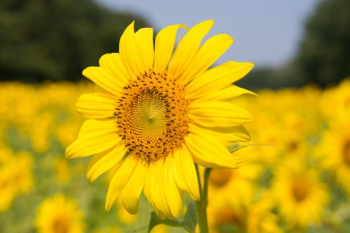 Sunflower Plant Sunflower Plant
