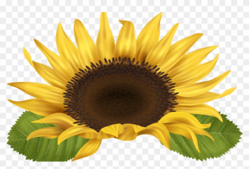 Sunflower Png Clip Art Image Gallery Yopriceville High - Sunflower Borders Free Clipart