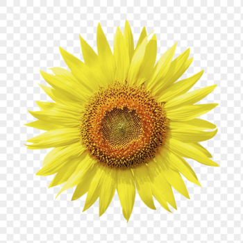 Sunflower png, flower clipart, transparent | Free PNG - rawpixel