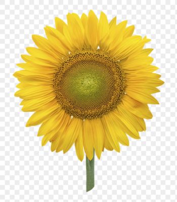 Sunflower png, flower clipart, transparent | Free PNG - rawpixel