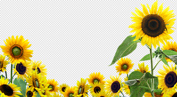 Sunflower PNG High-Quality Image Sunflower PNG High-Quality Image