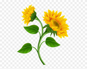 Sunflower Png Photo - Sunflower Border Sunflower Png Photo - Sunflower Border