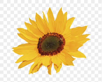 Sunflower png sticker, transparent background | Free PNG - rawpixel