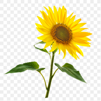 Sunflower png sticker, transparent background | Free PNG - rawpixel