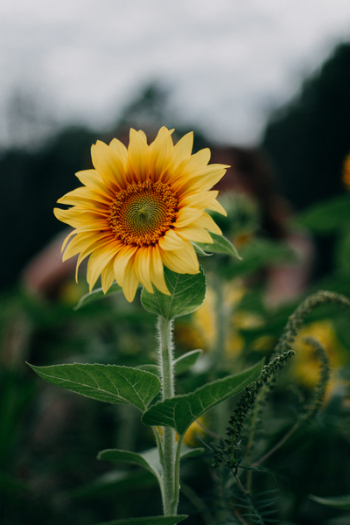 Sunflower Selective Focus Photography Sunflower Selective Focus Photography