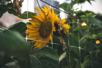 sunflower shallow focus photography sunflower shallow focus photography