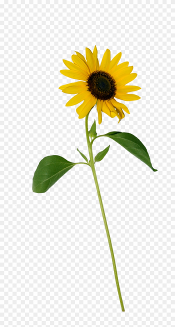 Sunflower Single Png - Single Sunflower Flower Png Sunflower Single Png - Single Sunflower Flower Png