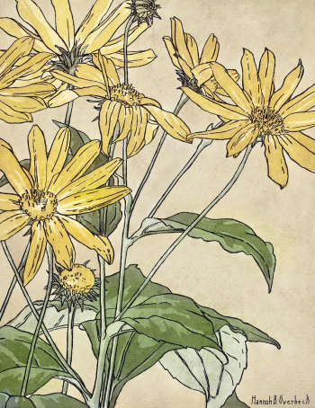 Sunflowers (1915) by Hannah Borger | Free Photo Illustration - rawpixel